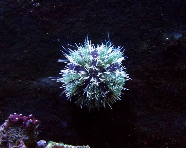 CloseupKingUrchin.jpg