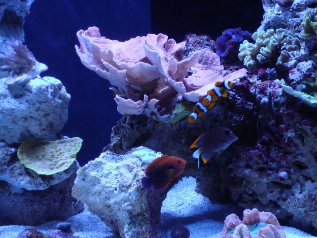 Tank2009june033.jpg