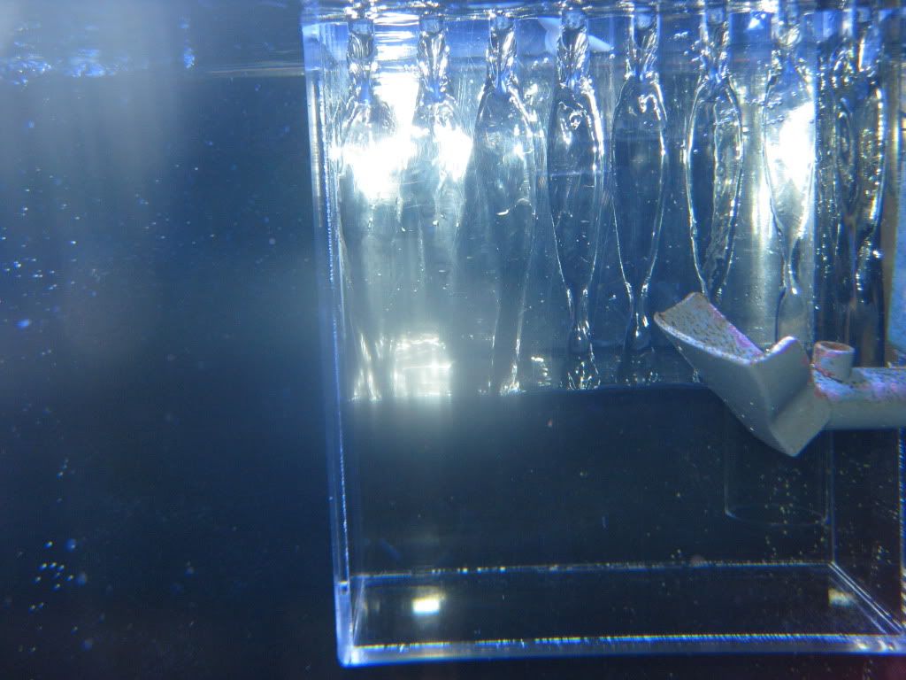 Fish008.jpg