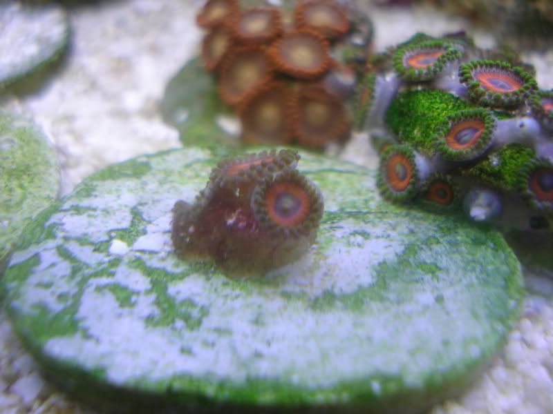 fishtank4-09008.jpg