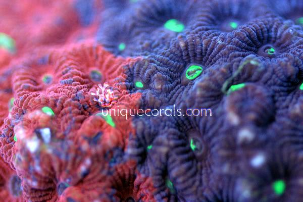 yinyangfaviacolony_macro-1.jpg