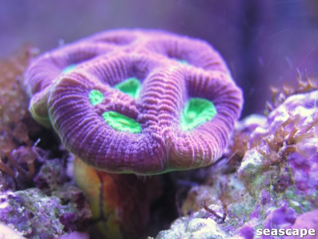 newwrasses006.jpg