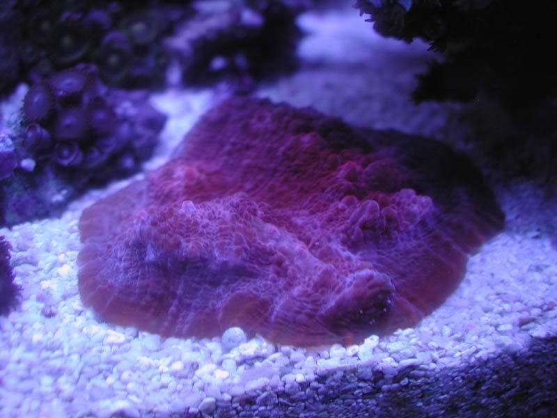 DSCN5687.jpg