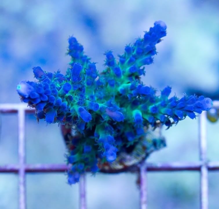 anewcoral_12-4.jpg