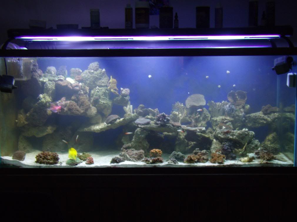jayfish104.jpg