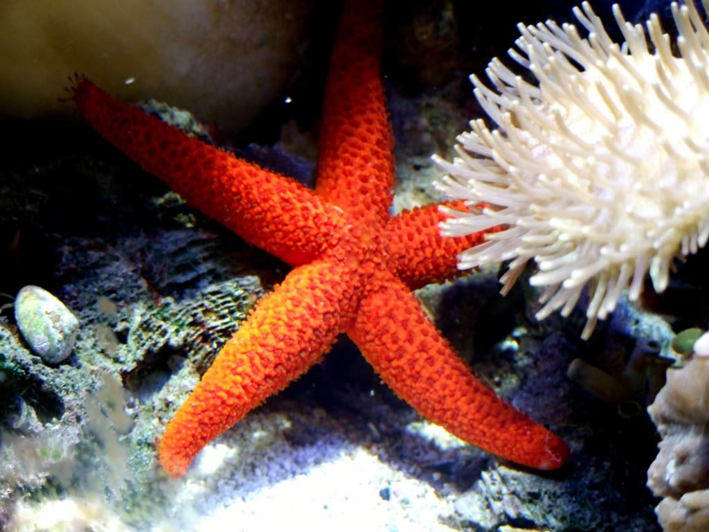 starfish1.jpg