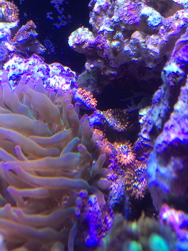 30075762066_8a4cce7f05_c.jpg