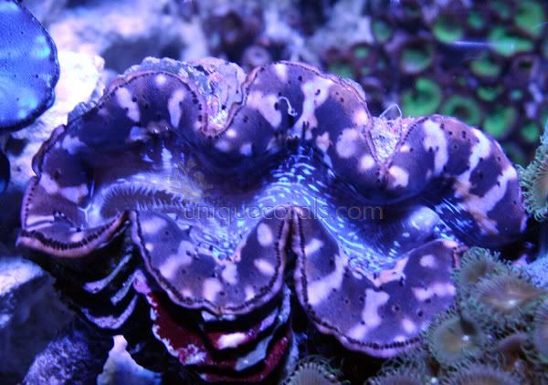 clam2.jpg