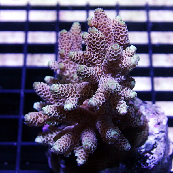 acro7-4.jpg