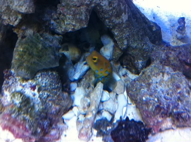 jawfish-2.jpg