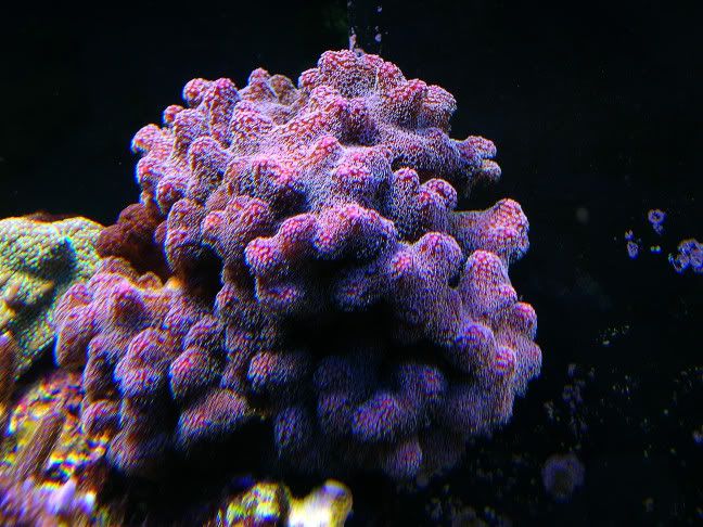 DSCN1457.jpg