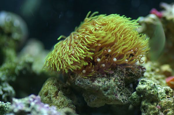 coral1.jpg
