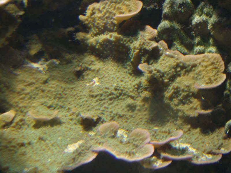 jayfish022.jpg