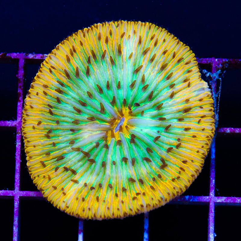 anewcoralsa237b.jpg~original