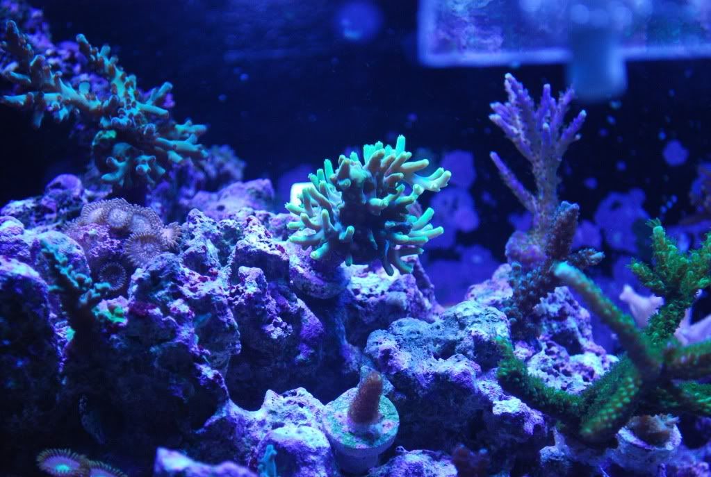 SPS049.jpg