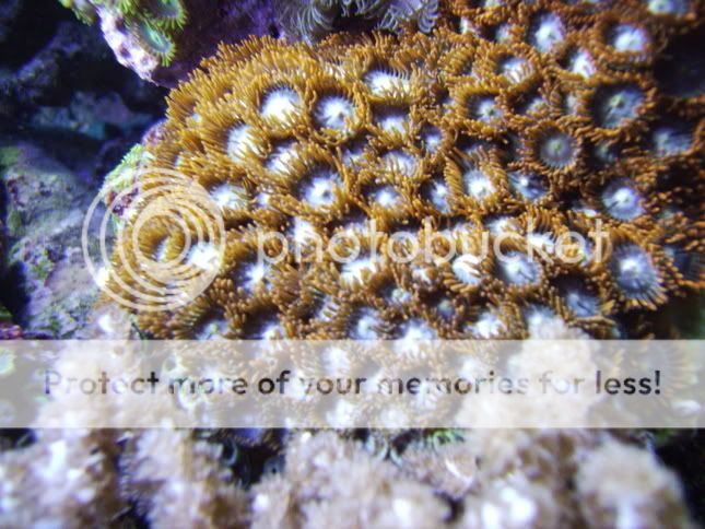 Aqua_1_16016.jpg