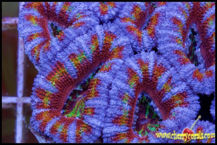 NewCoral_25copy-1.jpg