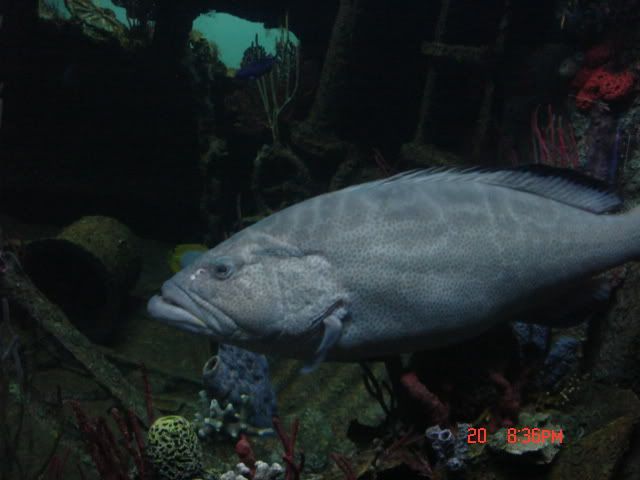 DSC01387.jpg