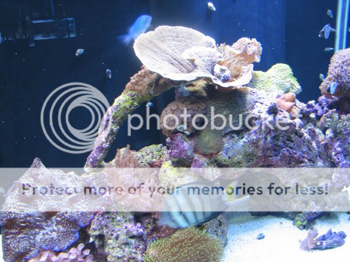 fishes2.jpg