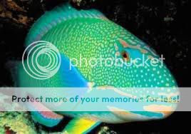 parrotfish.jpg