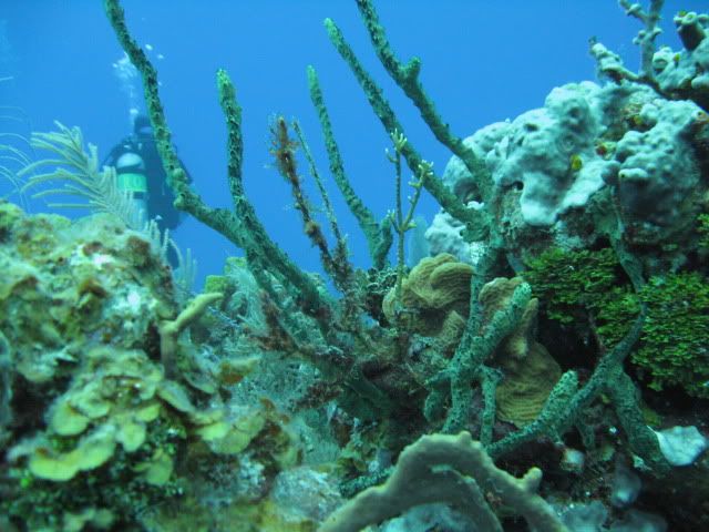 GrandCayman2010276.jpg