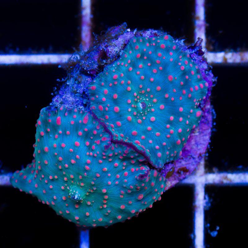 shrooms130b.jpg