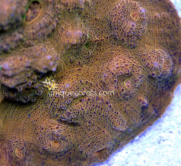 goldenagechalice2_macro-1.jpg