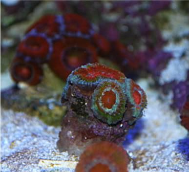 RainbowAcans4.jpg