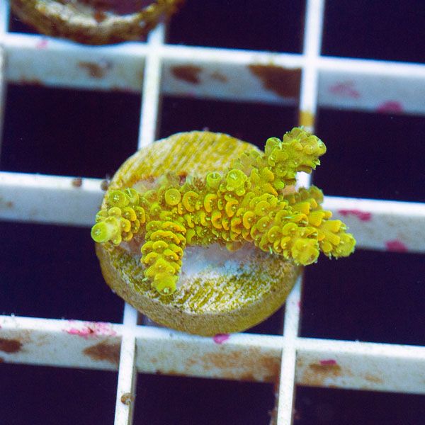 polyp839.jpg~original
