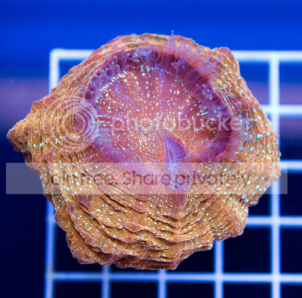 A-new-corals_1.jpg