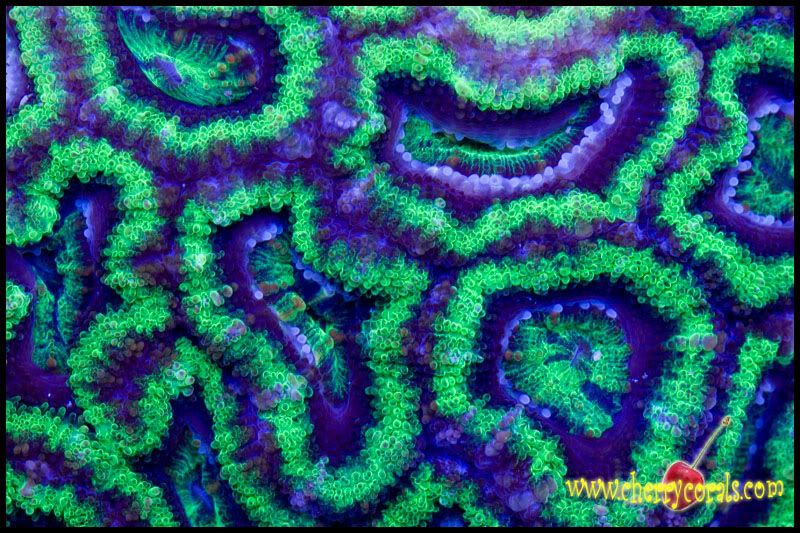 NewCorals069copy.jpg