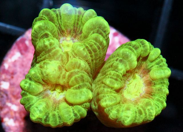 tn_XJ148713Caulastrea_zps967bc850.jpg