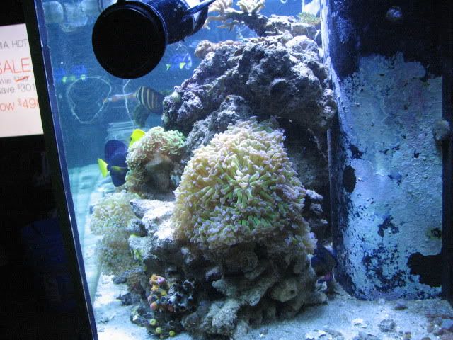 Reef1-10-2012017.jpg