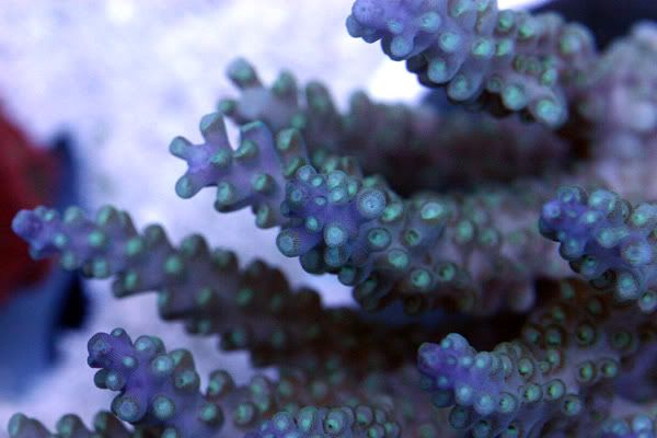 australian_purple_tip_acropora.jpg
