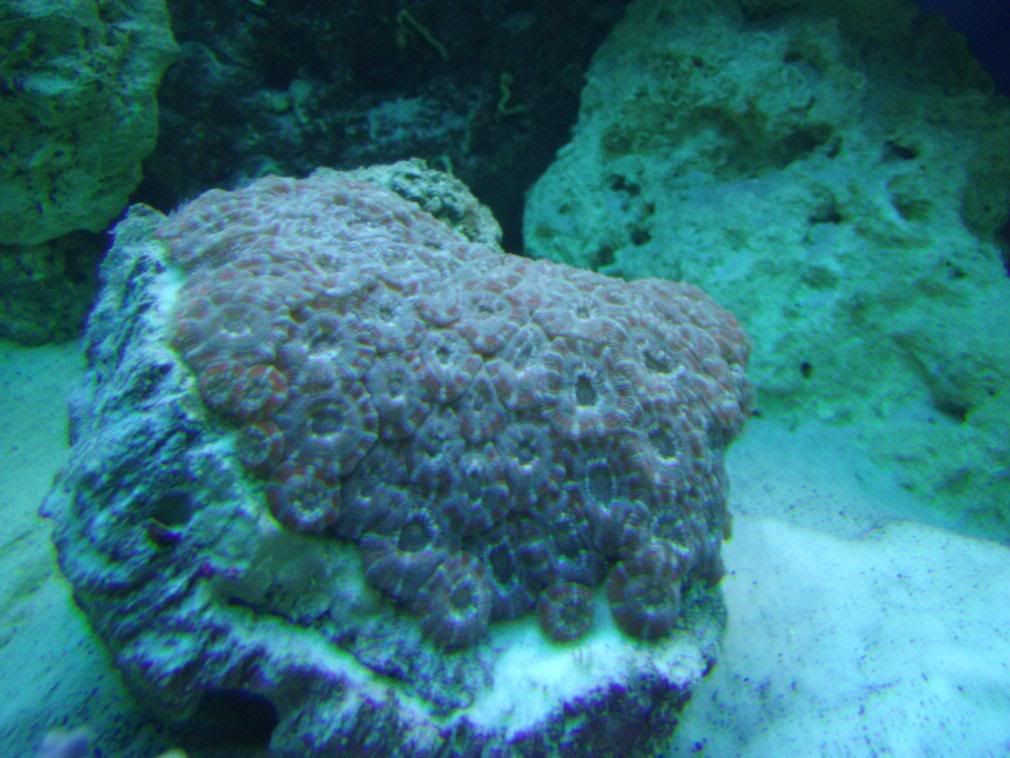 jayfish003-1.jpg
