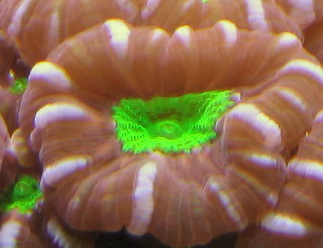 65g_AlienEyeCandyCane.jpg