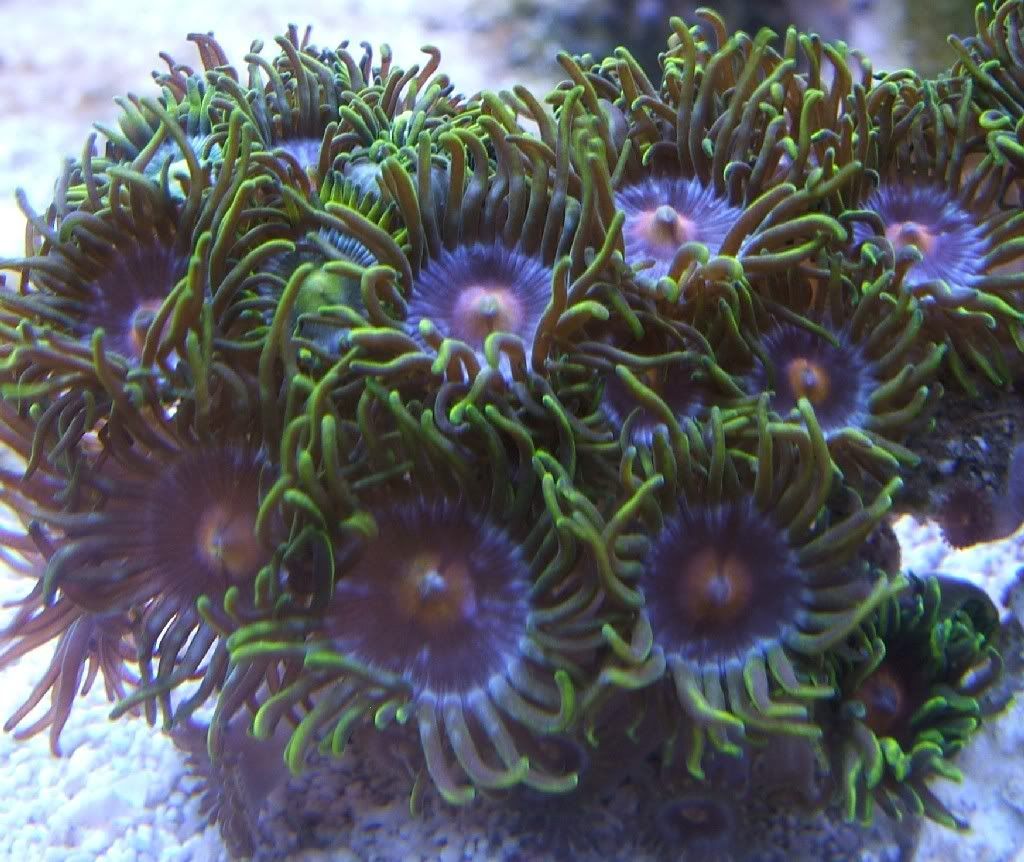 bluegreen.jpg