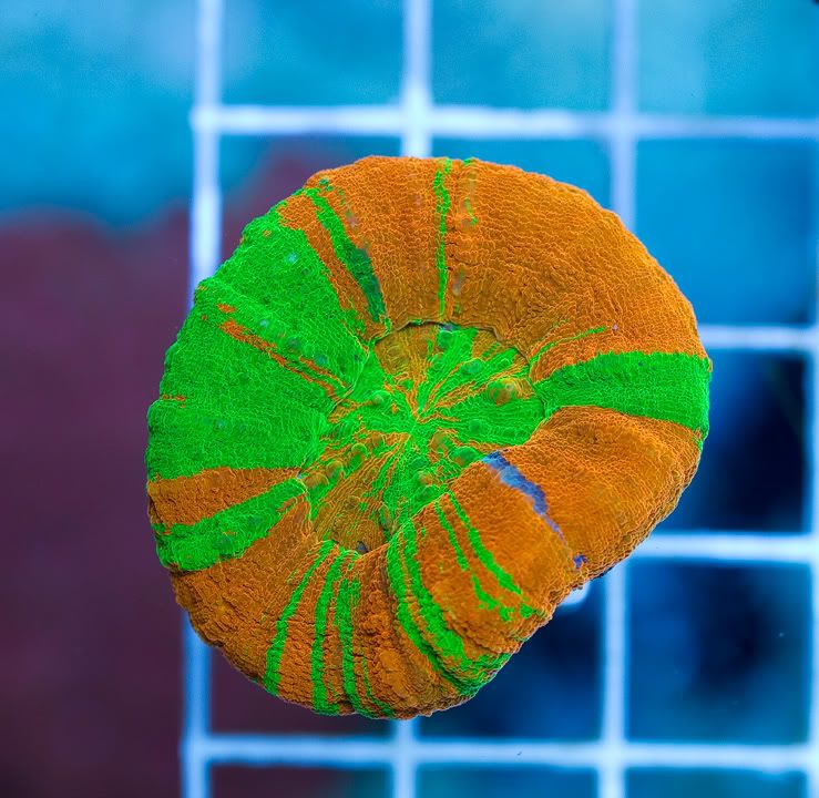 anewcorals_3-4.jpg
