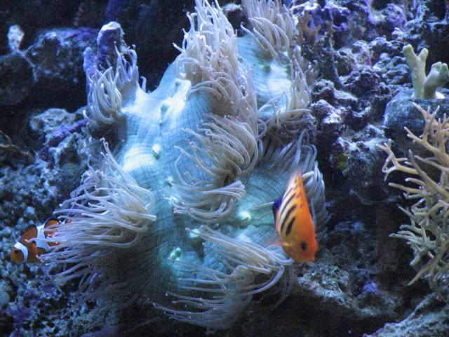Reef1-10-2012081.jpg
