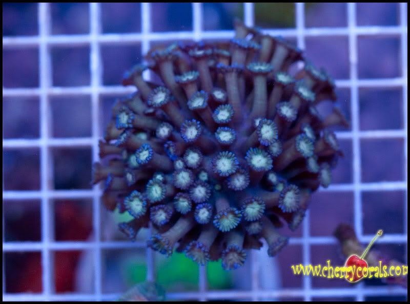 NewCorals_5-6.jpg