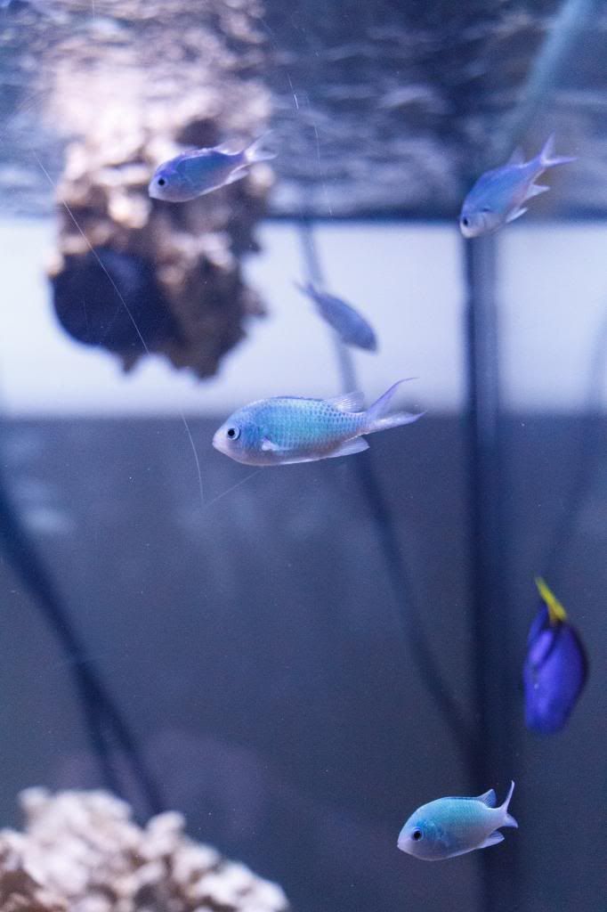 Aquarium-3.jpg