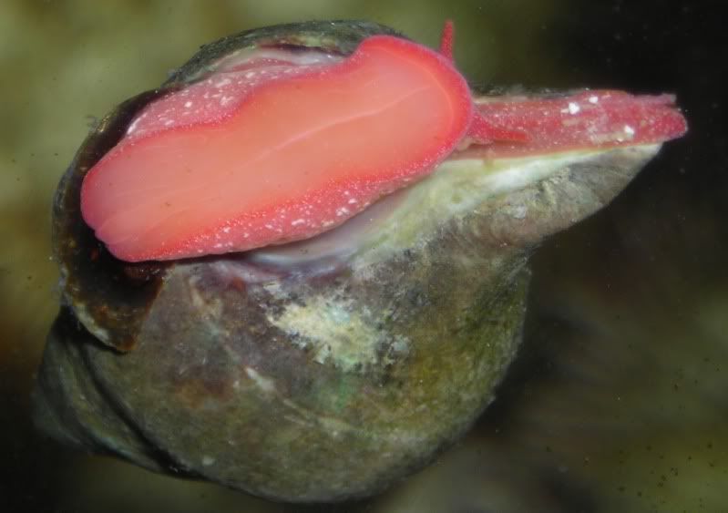 snail4.jpg