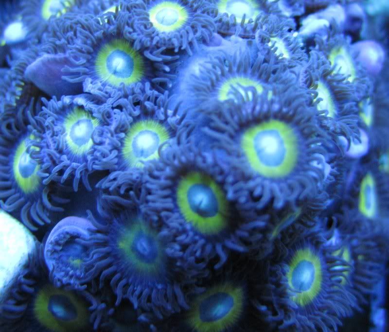 DallasNYC_zoas17.jpg
