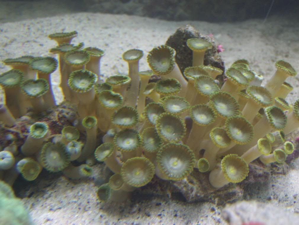 jayfish089.jpg