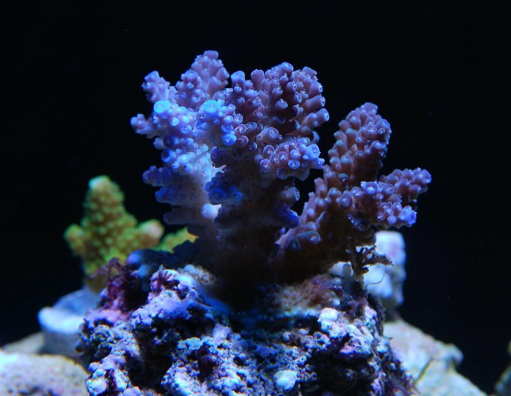 DSC_0029_zps1150ccf6.jpg