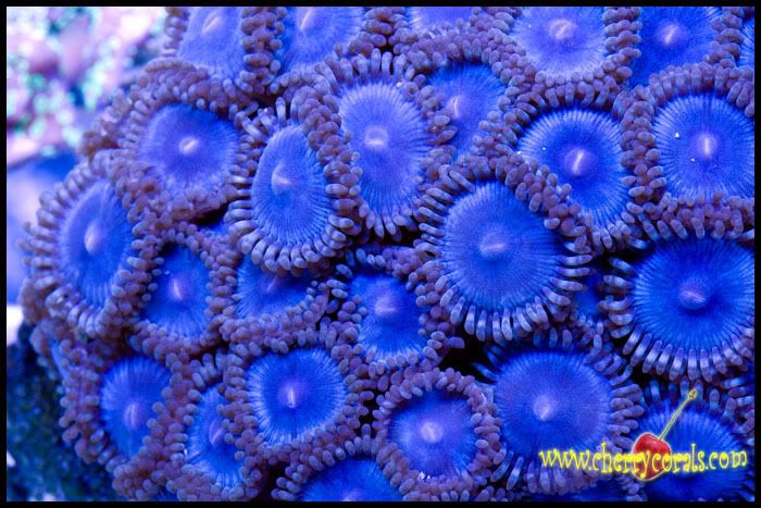 NewCoral_48copy.jpg