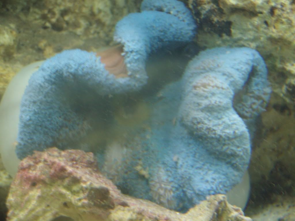 jayfish131.jpg