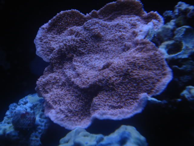 DSC04725.jpg