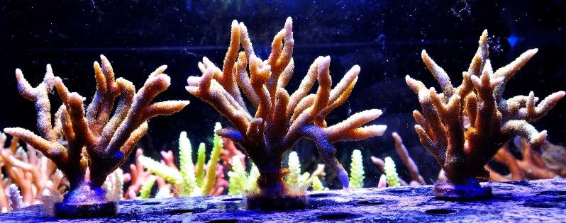 DSC_0431.jpg