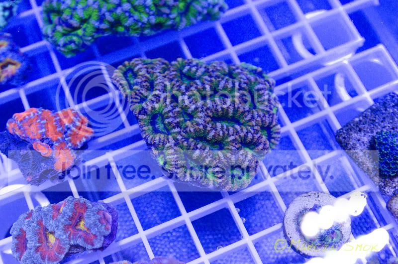 acan.jpg